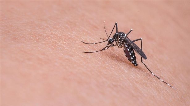 In Italia sono in aumento i casi di virus West Nile